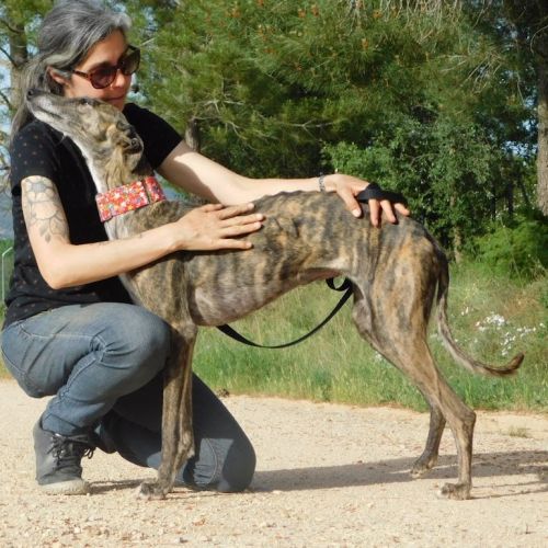 Triana 3 ans, superbe galga #3