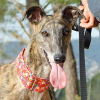 Triana 3 ans, superbe galga