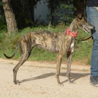 Triana 3 ans, superbe galga #2