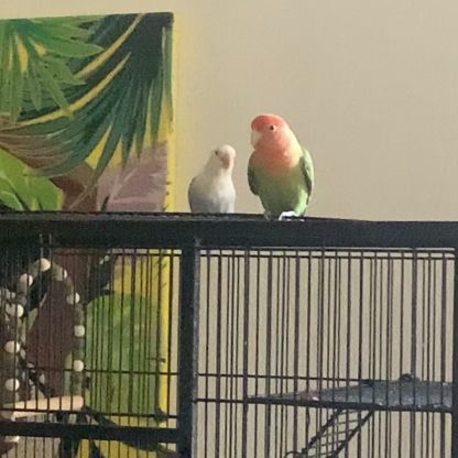 Couple d'inseparable #1