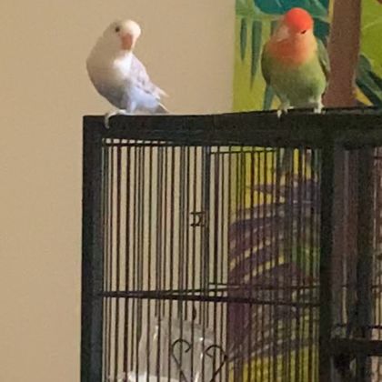 Couple d'inseparable