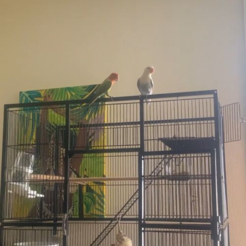 Couple d'inseparable #4
