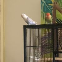 Couple d'inseparable #2
