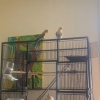 Couple d'inseparable #4