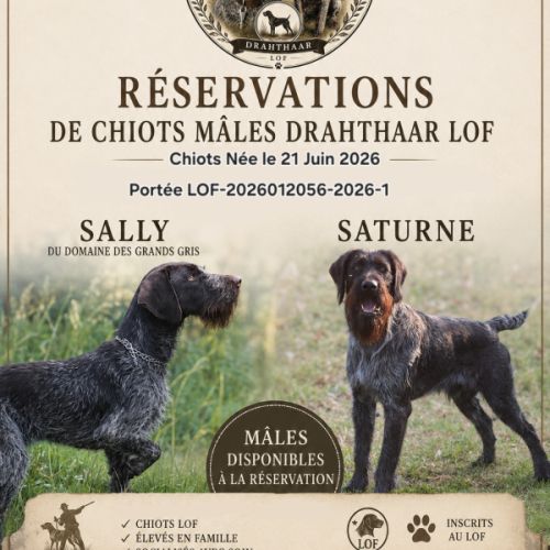A réserver mâle drahthaar lof #7