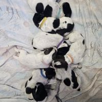 A réserver mâle drahthaar lof #6