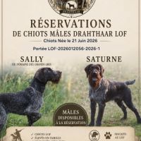 A réserver mâle drahthaar lof #7