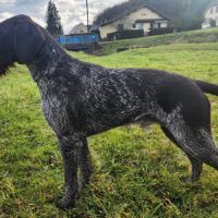A réserver mâle drahthaar lof #8