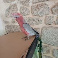 Cacatoès rosalbin élevé à la main #3