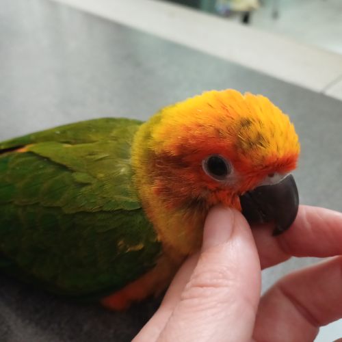 Conure soleil élevé à la main