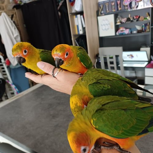 Conure soleil élevé à la main #4