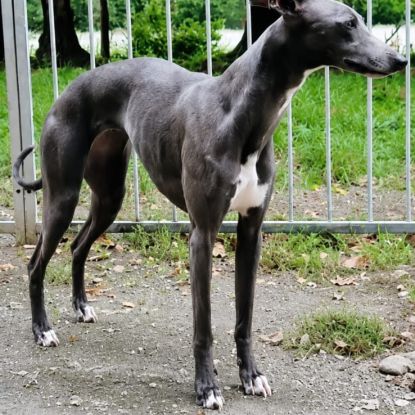 Chiots whippet #1