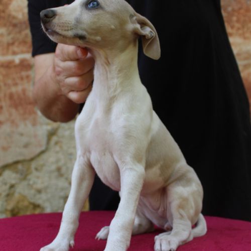 Chiots whippet #5