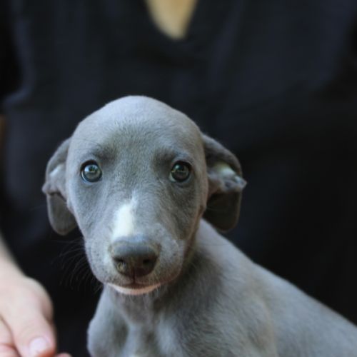Chiots whippet #0