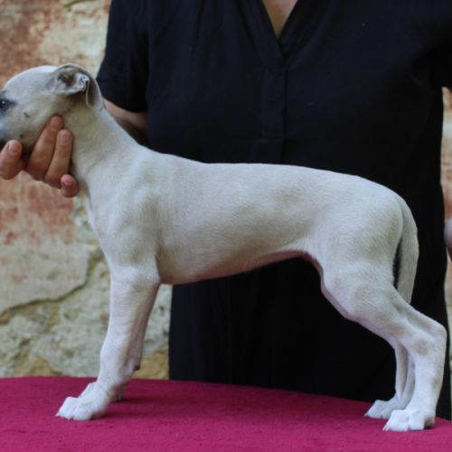 Chiots whippet #8