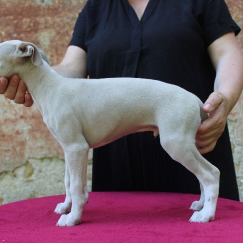 Chiots whippet #10