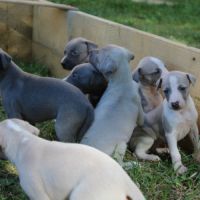 Chiots whippet #2