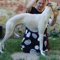 Chiots whippet #3