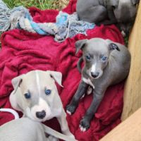 Chiots whippet #4