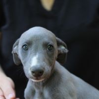 Chiots whippet