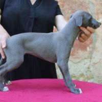 Chiots whippet #7