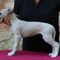 Chiots whippet #8