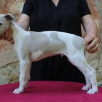 Chiots whippet #9