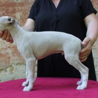 Chiots whippet #10