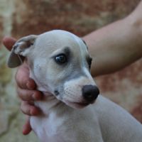 Chiots whippet