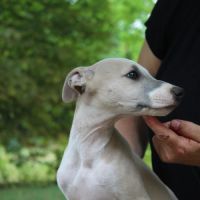 Chiots whippet