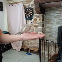 Calopsitte élevée à la main #2