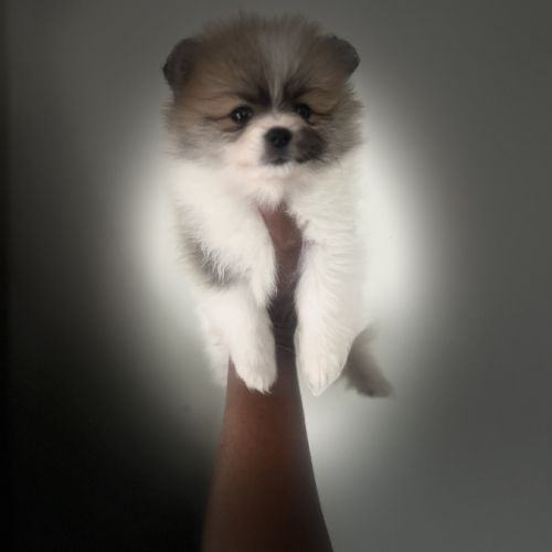 Spitz nain typé #2