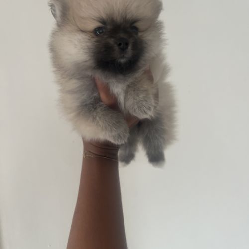 Spitz nain typé