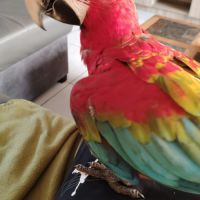 Ara chloroptère #5