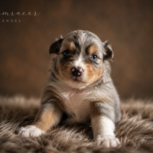 Chiots type berger australien #1