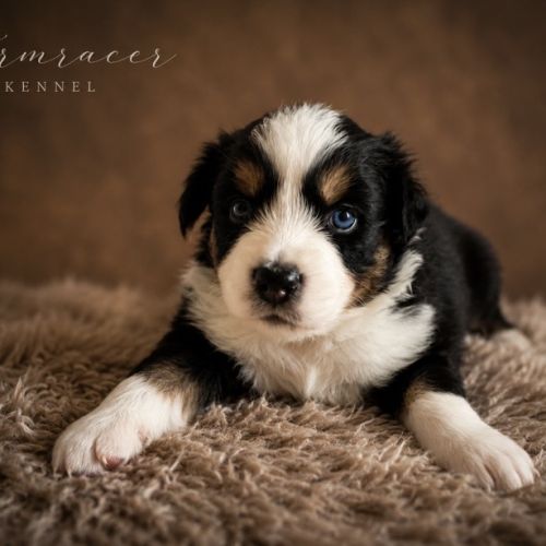 Chiots type berger australien #2