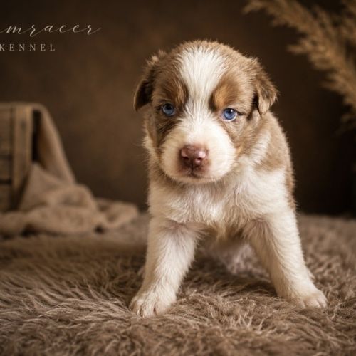 Chiots type berger australien #4