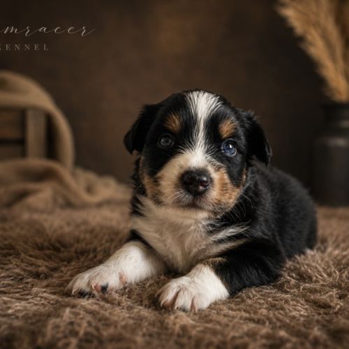 Chiots type berger australien #5