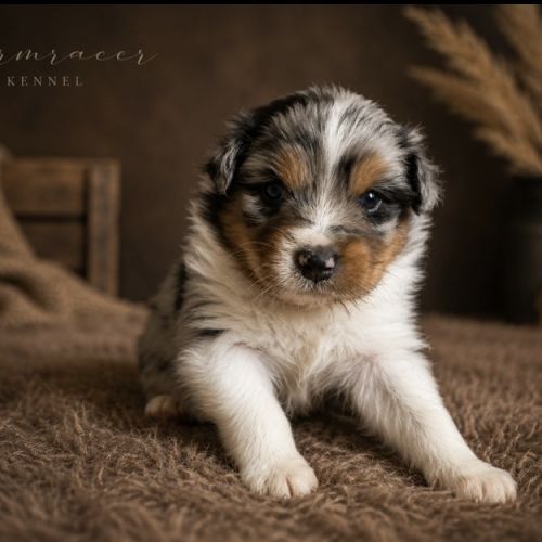 Chiots type berger australien #6