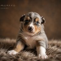 Chiots type berger australien #1