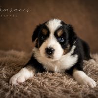 Chiots type berger australien #2