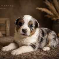 Chiots type berger australien