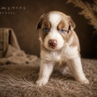 Chiots type berger australien #4