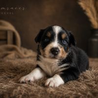 Chiots type berger australien #5