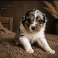 Chiots type berger australien #6