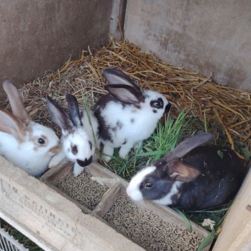 Lapin en lot
