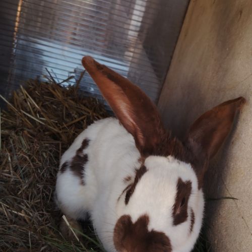 Lapin en lot #3