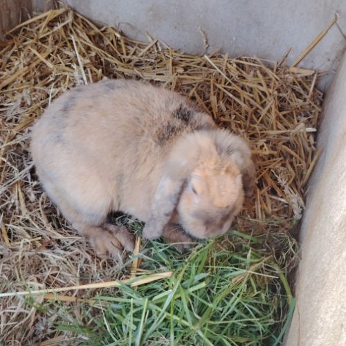 Lapin en lot #4