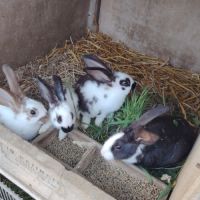 Lapin en lot