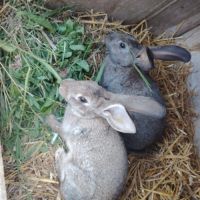 Lapin en lot #2